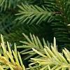 Picea abies 'Vermont Gold', leaves
