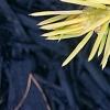 Picea abies 'Vermont Gold', leaves