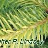 Picea abies 'Vermont Gold', leaves