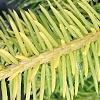 Picea abies 'Vermont Gold', leaves