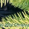 Picea abies 'Vermont Gold', leaves