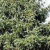 Picea asperata 'Glauca', habit