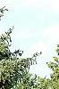 Picea asperata 'Glauca', habit