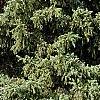 Picea asperata 'Glauca', habit