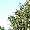Picea asperata 'Glauca', habit