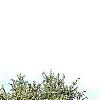 Picea asperata 'Glauca', habit
