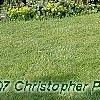 Picea asperata 'Glauca', habit