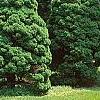 Picea glauca 'Conica', habit