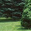 Picea glauca 'Conica', habit
