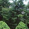 Picea glauca 'Conica', habit