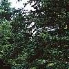 Picea glauca 'Conica', habit