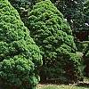 Picea glauca 'Conica', habit