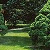 Picea glauca 'Conica', habit