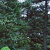 Picea glauca 'Conica', habit
