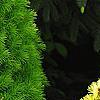 Picea glauca 'Rainbow's End', habit