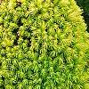 Picea glauca 'Rainbow's End', habit