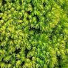 Picea glauca 'Rainbow's End', habit
