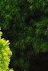 Picea glauca 'Rainbow's End', habit