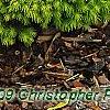 Picea glauca 'Rainbow's End', habit