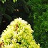 Picea glauca 'Rainbow's End', habit