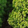 Picea glauca 'Rainbow's End', habit