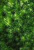 Picea glauca 'Rainbow's End', habit