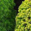 Picea glauca 'Rainbow's End', habit