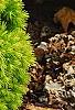 Picea glauca 'Rainbow's End', habit