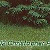 Picea mariana, habit