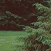 Picea mariana, habit