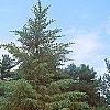 Picea mariana, habit