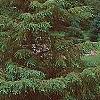 Picea mariana, habit