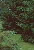 Picea mariana, habit