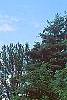 Picea mariana, habit