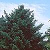 Picea mariana, habit