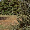 Picea omorika, habit
