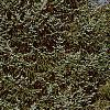 Picea omorika, habit