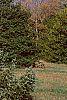 Picea omorika, habit