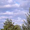 Picea omorika, habit