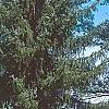 Picea omorika 'Expansa', habit