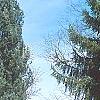 Picea omorika 'Expansa', habit