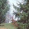 Picea omorika 'Expansa', habit
