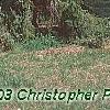Picea omorika 'Expansa', habit