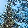 Picea omorika 'Expansa', habit