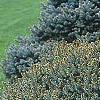 Picea omorika 'Nana', habit