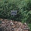 Picea omorika 'Nana', habit