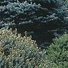 Picea omorika 'Nana', habit