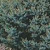 Picea omorika 'Nana', habit