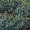 Picea omorika 'Nana', habit