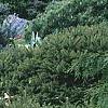 Picea omorika 'Nana', habit